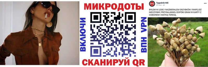 купить Староминская Псилоцибиновые грибы MAGIC MUSHROOMS